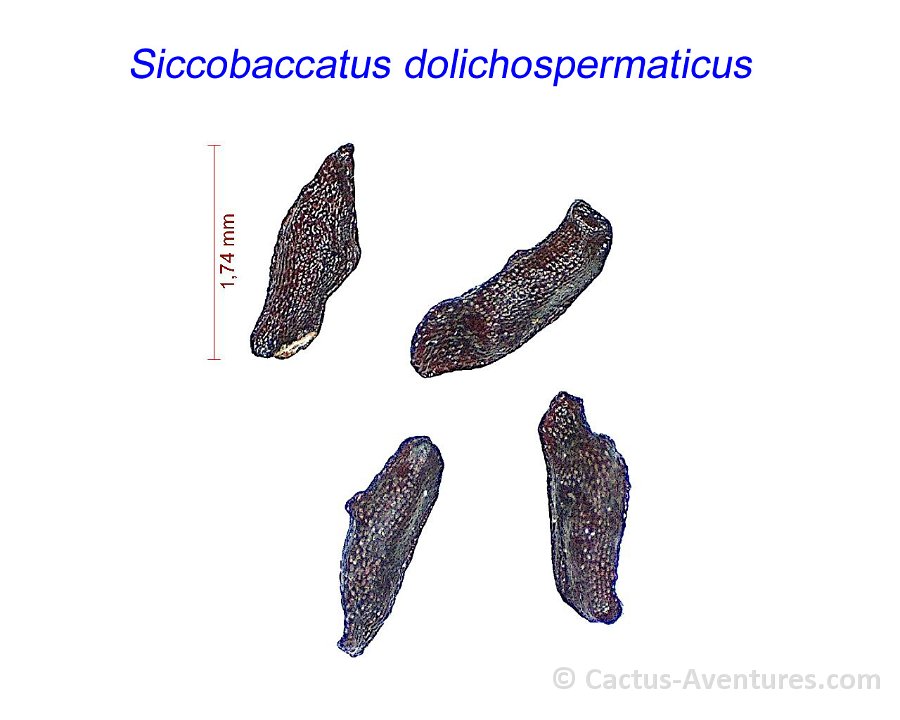 Siccobaccatus dolichospermaticus